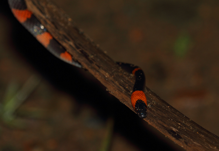 A False Coral Snake (<em>Oxyrhopus petola</em>) found at night in eastern Panama. The large eyes are the biggest clue that we are dealing with a non-venomous species, though not catching that in the field made this an exciting encounter. Photo by Bill Hubick.